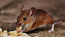 hotel-and-hospitality-pest-control Experts in Genoa Twp